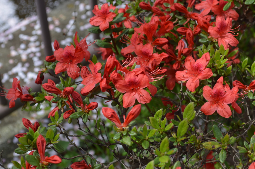 恩田川　花