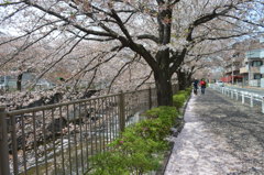 恩田川 桜3