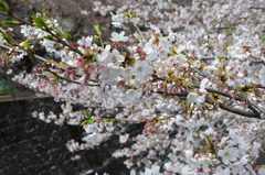 恩田川 桜20