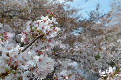 恩田川 桜8