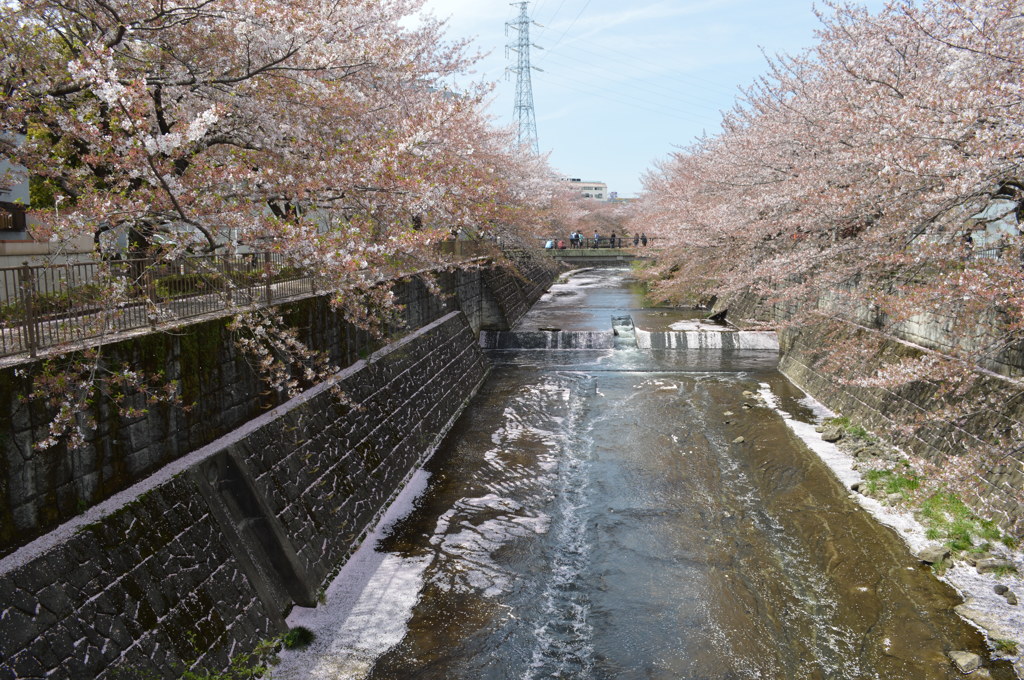 恩田川 桜1