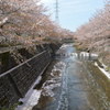 恩田川 桜1