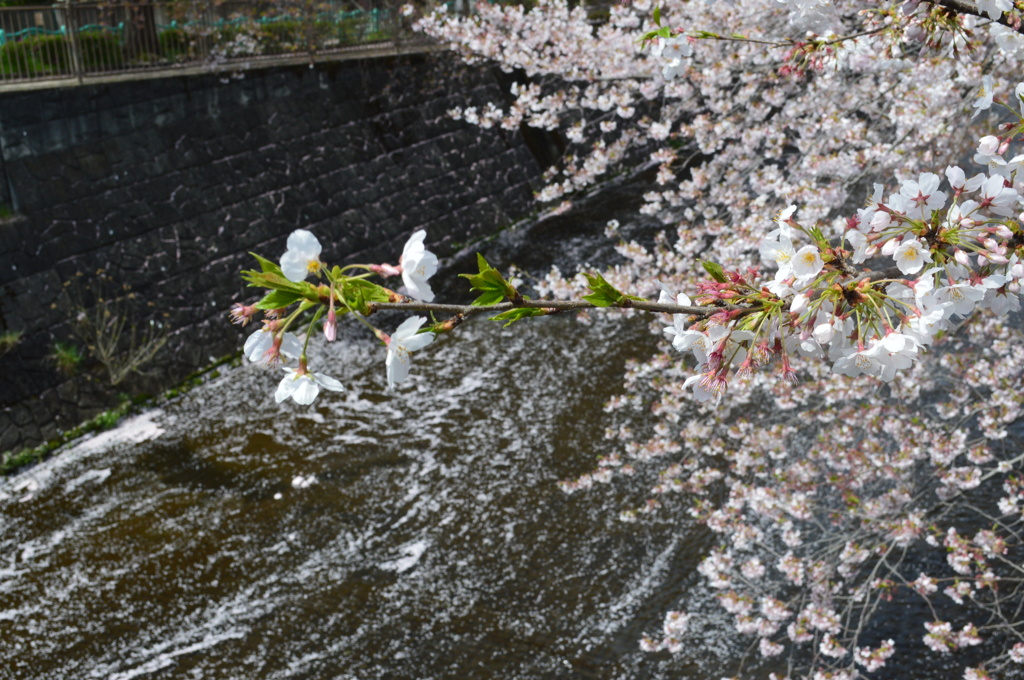 恩田川 桜19