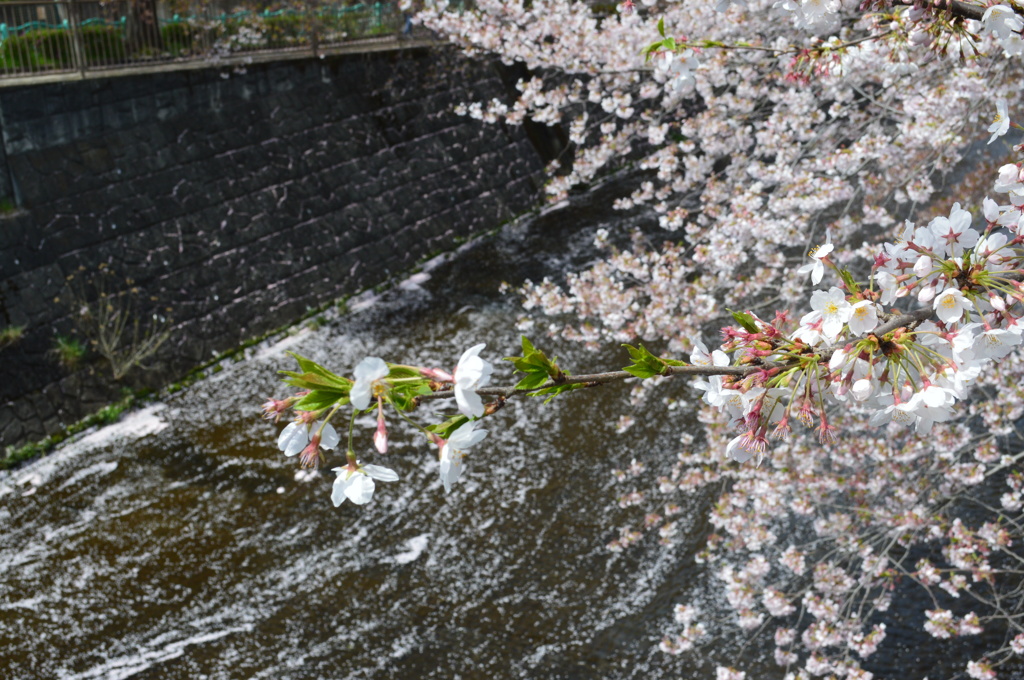 恩田川 桜17