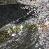 恩田川 桜17