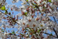 恩田川 桜26