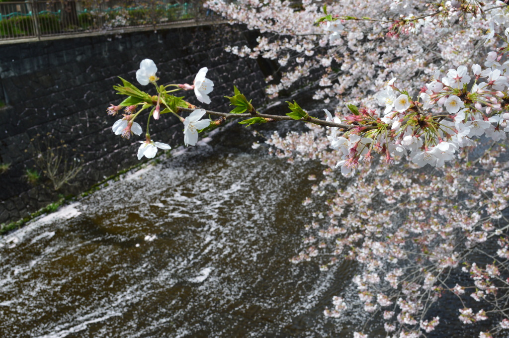 恩田川 桜18