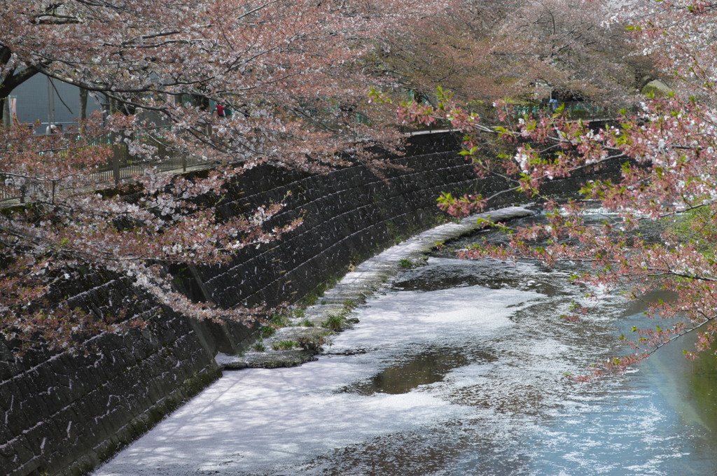 恩田川 桜7