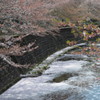 恩田川 桜7