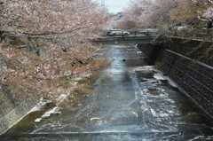 恩田川 桜5