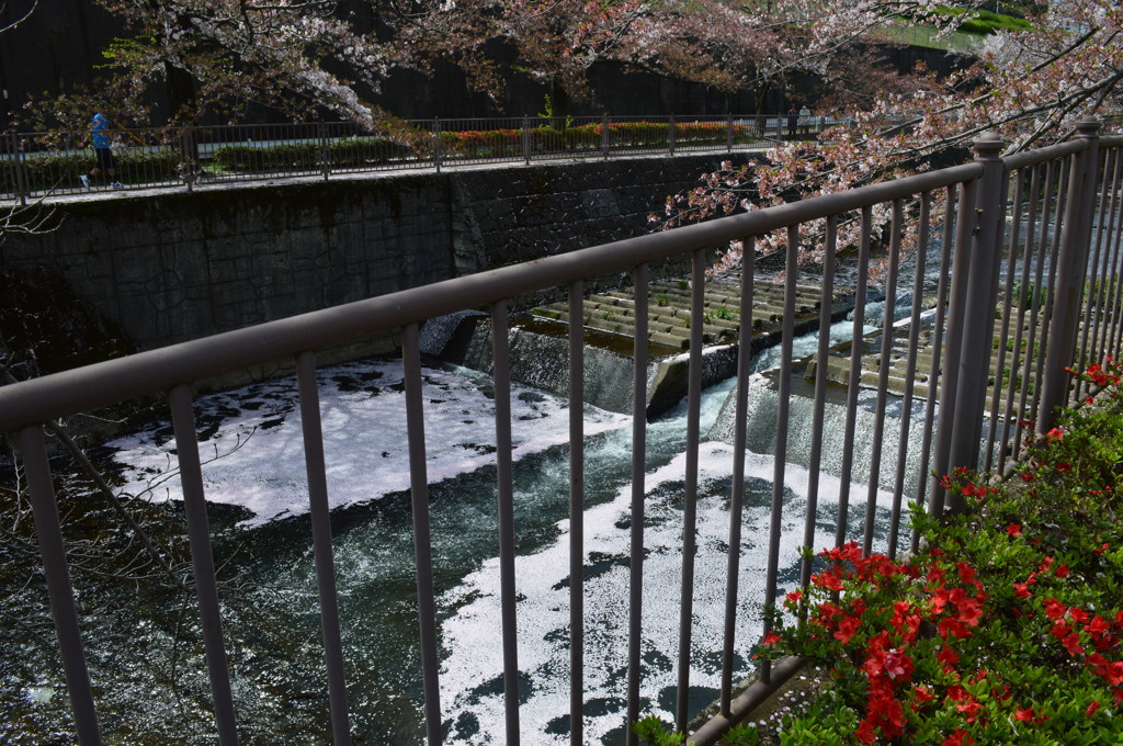 恩田川 桜23