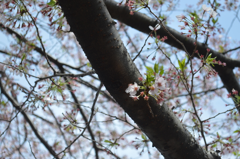 恩田川 桜12