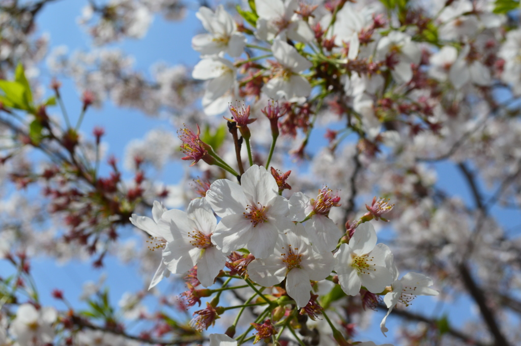 恩田川 桜24