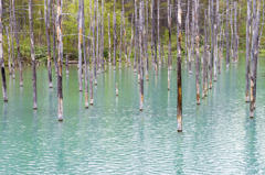 美瑛の湖