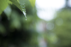 雫