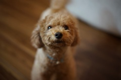 my puppy