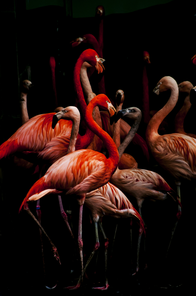 FLAMINGOS