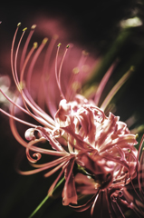 Spider Lily