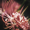 Spider Lily