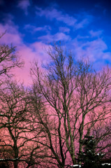 DAWN PURPLE 3