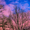 DAWN PURPLE 3