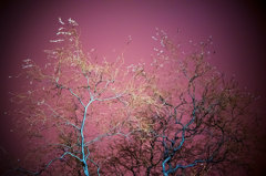 DAWN PURPLE 1