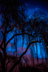 DAWN PURPLE 2
