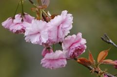 桜祭りのあと 出番ですよ♪