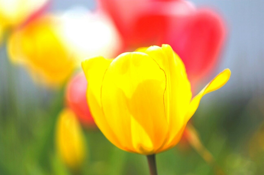 咲いた咲いたチューリップの花が