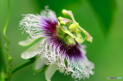 パッションフルーツの花