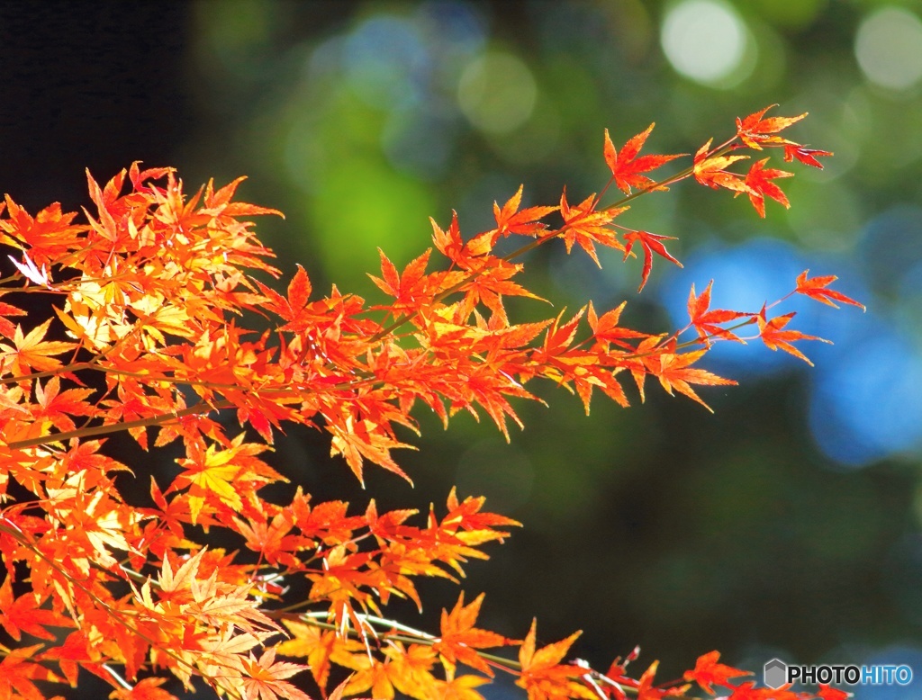 もうい～くつ 寝ると  お正月ですよ  紅葉さん