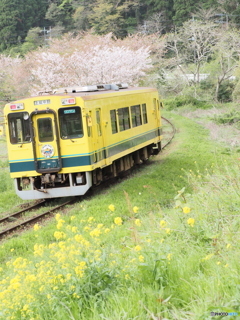 いすみ鉄道の春