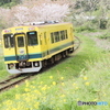 いすみ鉄道の春