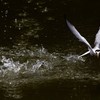突然のスプラッシュ （02）