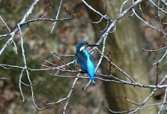 青い鳥 