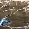 何も獲れなかったワン