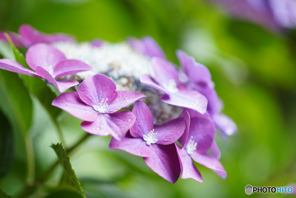 紫陽花の季節