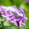 紫陽花の季節