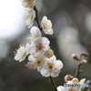 一歩一歩 春へ