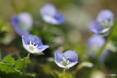 あぜみちに咲く小さな花