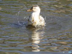 水浴び中、カモ ？