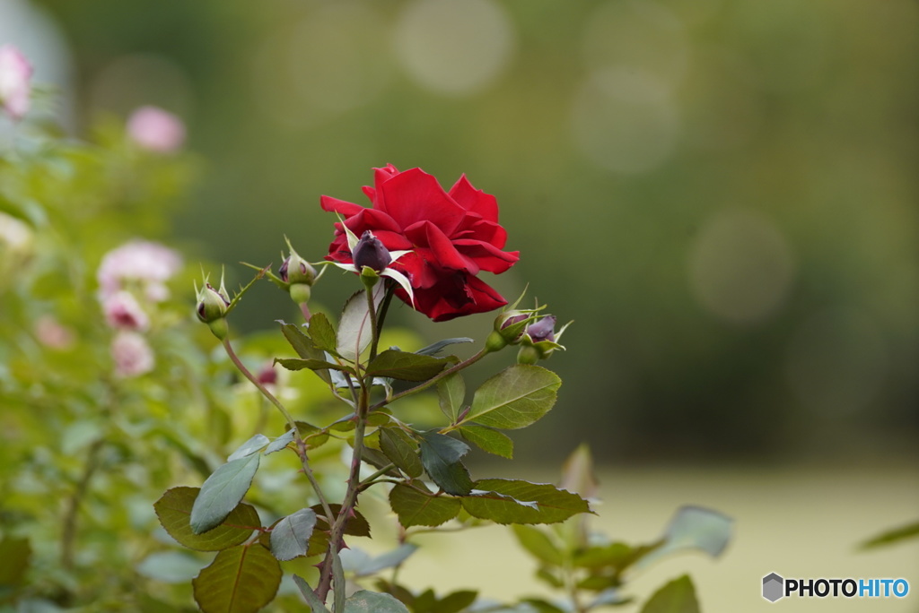 真っ赤な秋薔薇