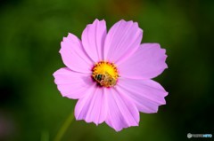 みつばちと秋桜