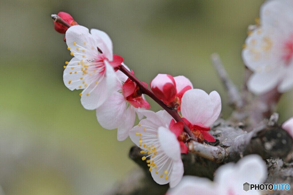 春を待つ梅の花