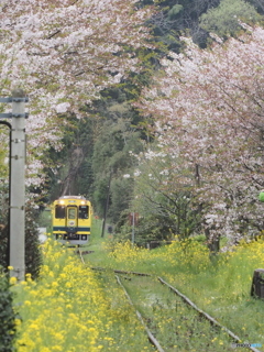 終わりかけの桜のトンネル