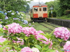 ローカル線の紫陽花