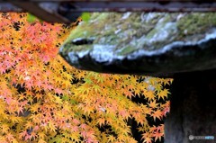 成田山の紅葉