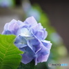 本山　日本寺の紫陽花