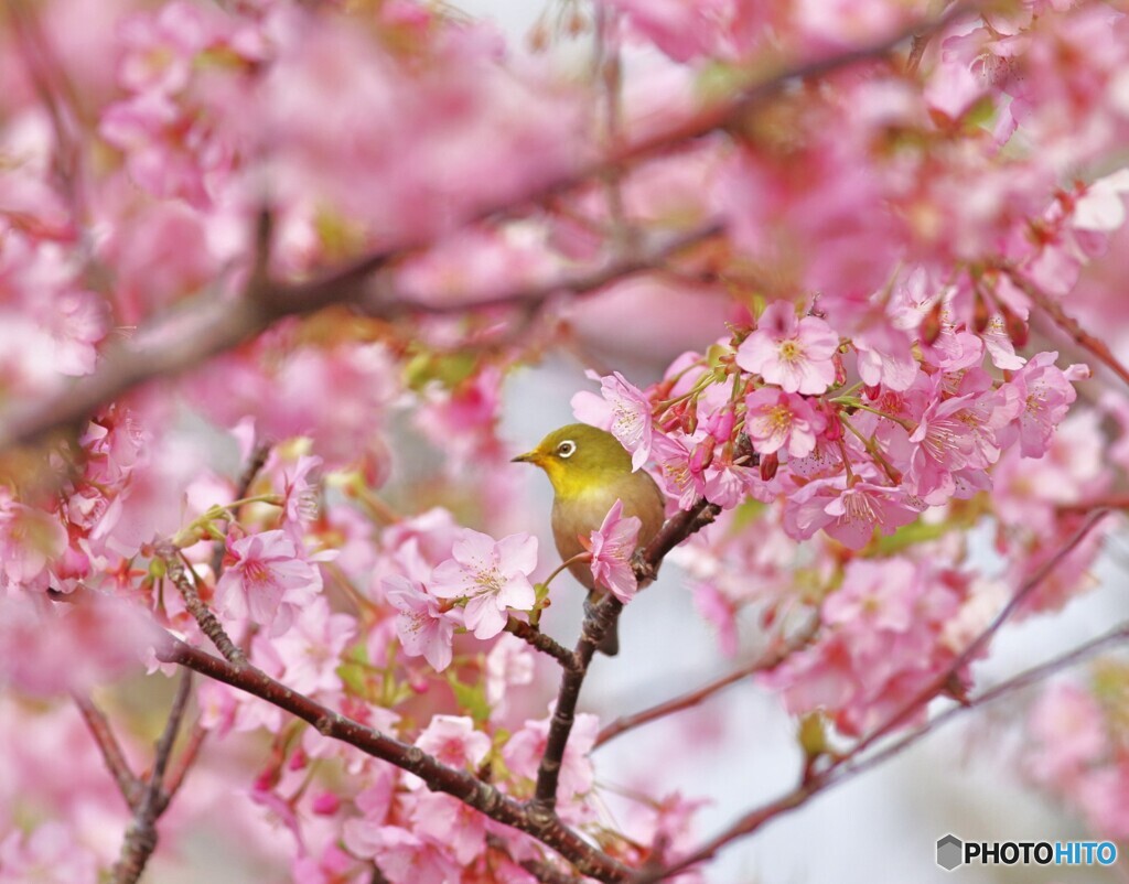 河津桜とメジロ