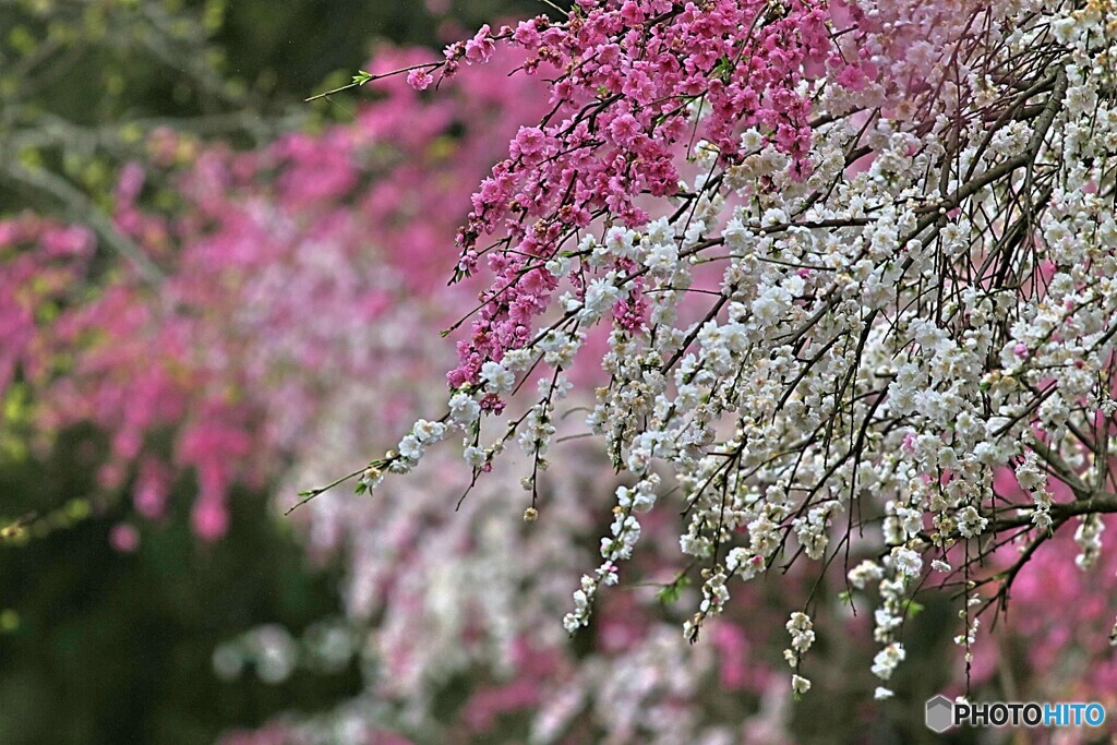 紅白に咲く垂れ桜